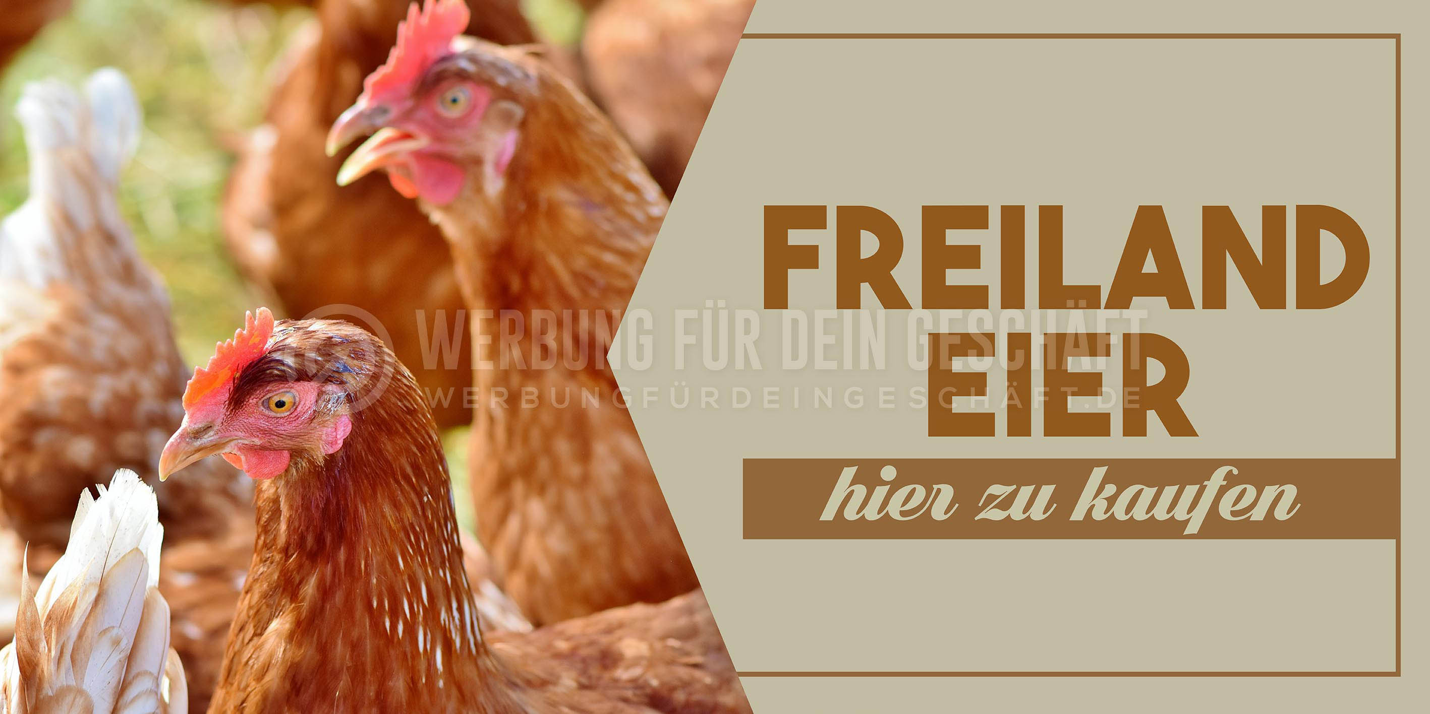 2:1 | Freiland Eier Plakat | Werbeposter | 2 zu 1 Format